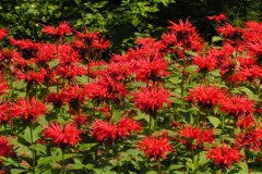 Red Flowers